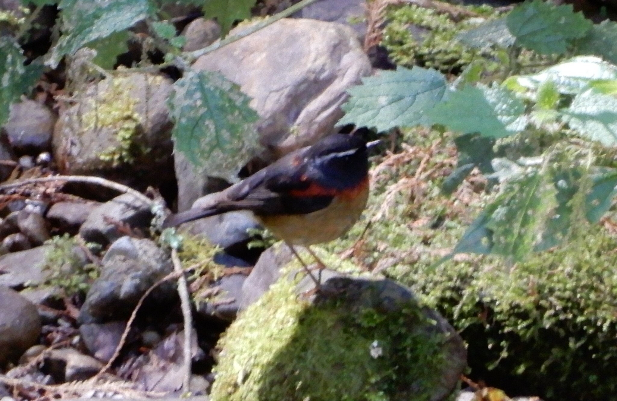 Collared Bush-Robin illustration