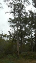 Eucalyptus baxteri