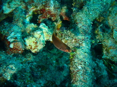 Cirrhilabrus punctatus