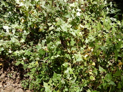 Persicaria biconvexa