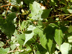 Persicaria biconvexa