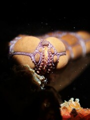 Pentagonaster pulchellus