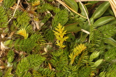 Anisotome imbricata