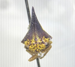 Thelia bimaculata