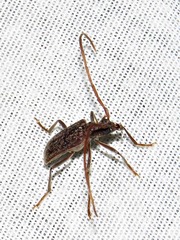 Afroartelida teunisseni