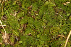Anisotome imbricata