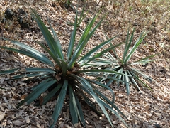 Agave angustifolia