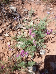Oxytropis floribunda