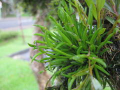 Ceratostylis