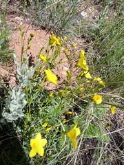 Linum flavum