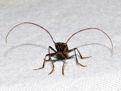 Afroartelida teunisseni