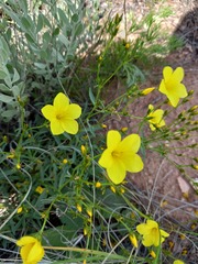 Linum flavum