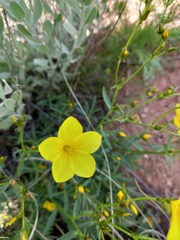 Linum flavum