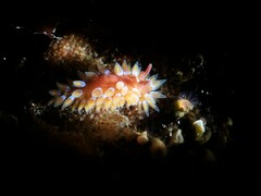 Caldukia rubiginosa