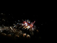 Caldukia rubiginosa