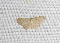 Idaea probleta