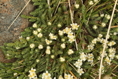 Kelleria dieffenbachii