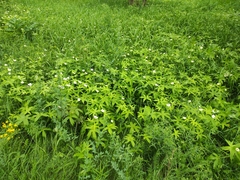 Anemonastrum dichotomum