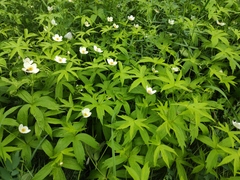 Anemonastrum dichotomum