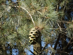 Pinus maximartinezii