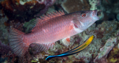 Oxycheilinus digramma