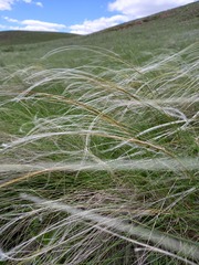 Stipa pennata
