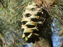 Pinus maximartinezii