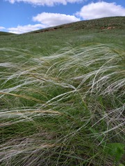 Stipa pennata