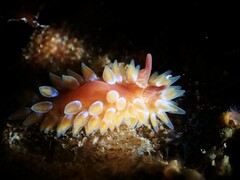 Caldukia rubiginosa