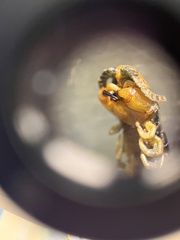 Myriapoda