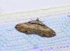 Chrysolarentia leucophanes