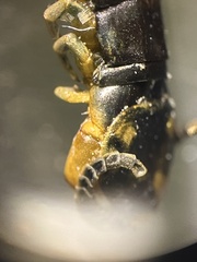Myriapoda