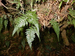Metathelypteris gracilescens