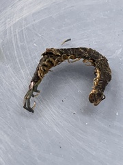 Myriapoda