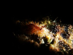 Caldukia rubiginosa