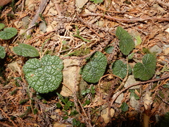 Rubus pectinellus
