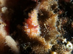 Caldukia rubiginosa