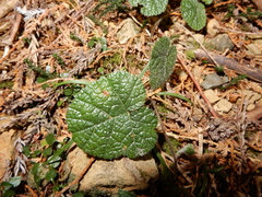 Rubus pectinellus