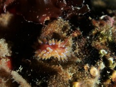 Caldukia rubiginosa