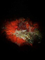 Caldukia rubiginosa