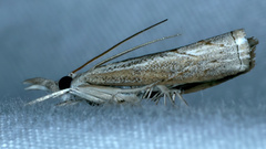 Culladia cuneiferellus