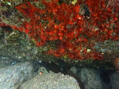 Caldukia rubiginosa