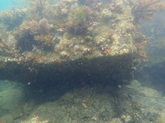 Caldukia rubiginosa