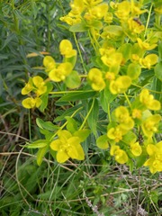 Euphorbia semivillosa