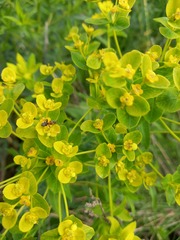 Euphorbia semivillosa