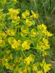 Euphorbia semivillosa