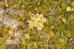 Anisotome imbricata