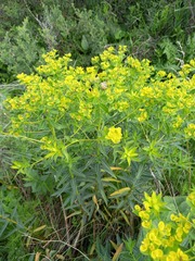 Euphorbia semivillosa
