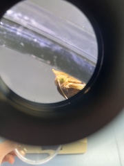 Lepidoptera
