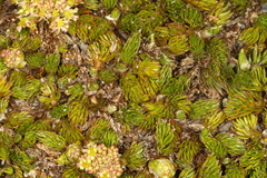 Anisotome imbricata